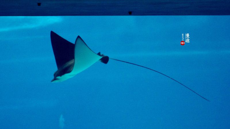 长隆亲子两大两小旅游攻略,珠海长隆横琴湾酒店亲子攻略