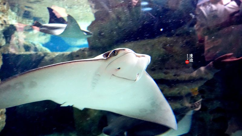 长隆亲子两大两小旅游攻略,珠海长隆横琴湾酒店亲子攻略