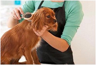 狗狗美毛营养品排行榜,吃什么狗狗美毛