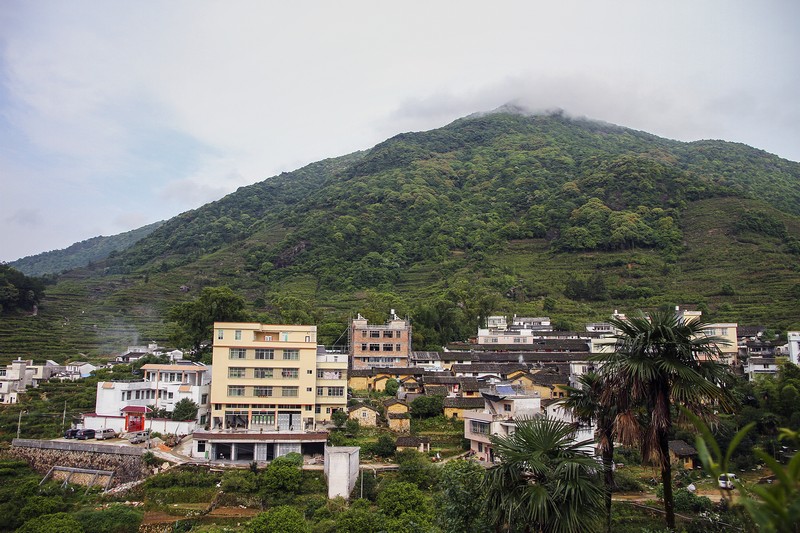 单丛茶潮州,中茶大潮汕单丛