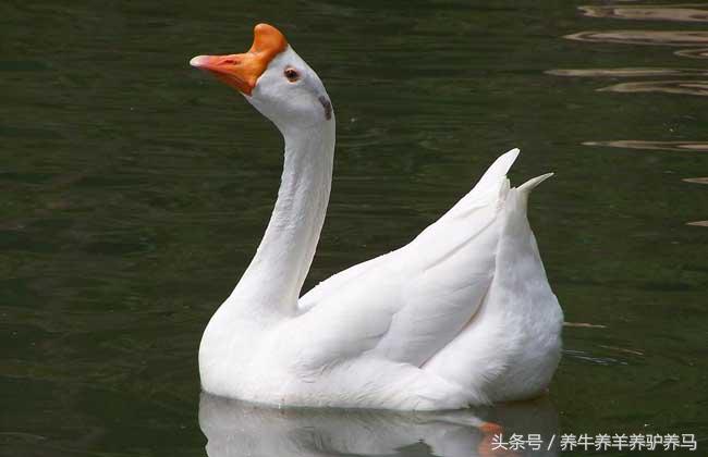 养鹅的成本和利润怎么算,大棚养鹅成本利润