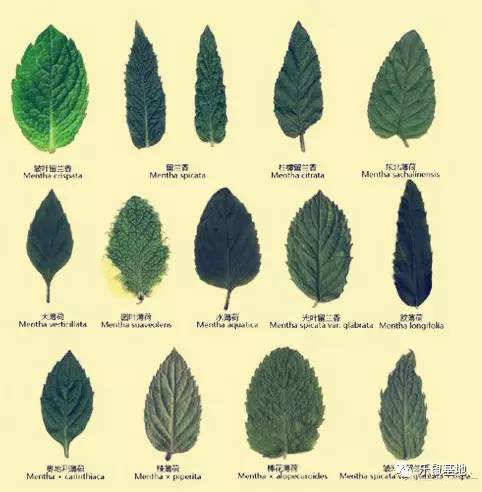 “薄荷香中醉欲颠”,有了薄荷的陪伴让,你清清爽爽度夏天