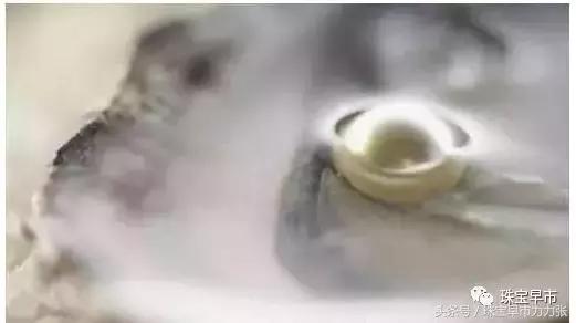 真正的野生珍珠图片,野生珍珠贵吗