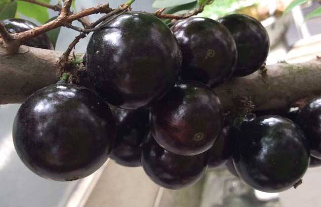 水果致富骗局揭秘新闻,水果致富的骗局