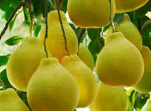 水果致富骗局揭秘新闻,水果致富的骗局