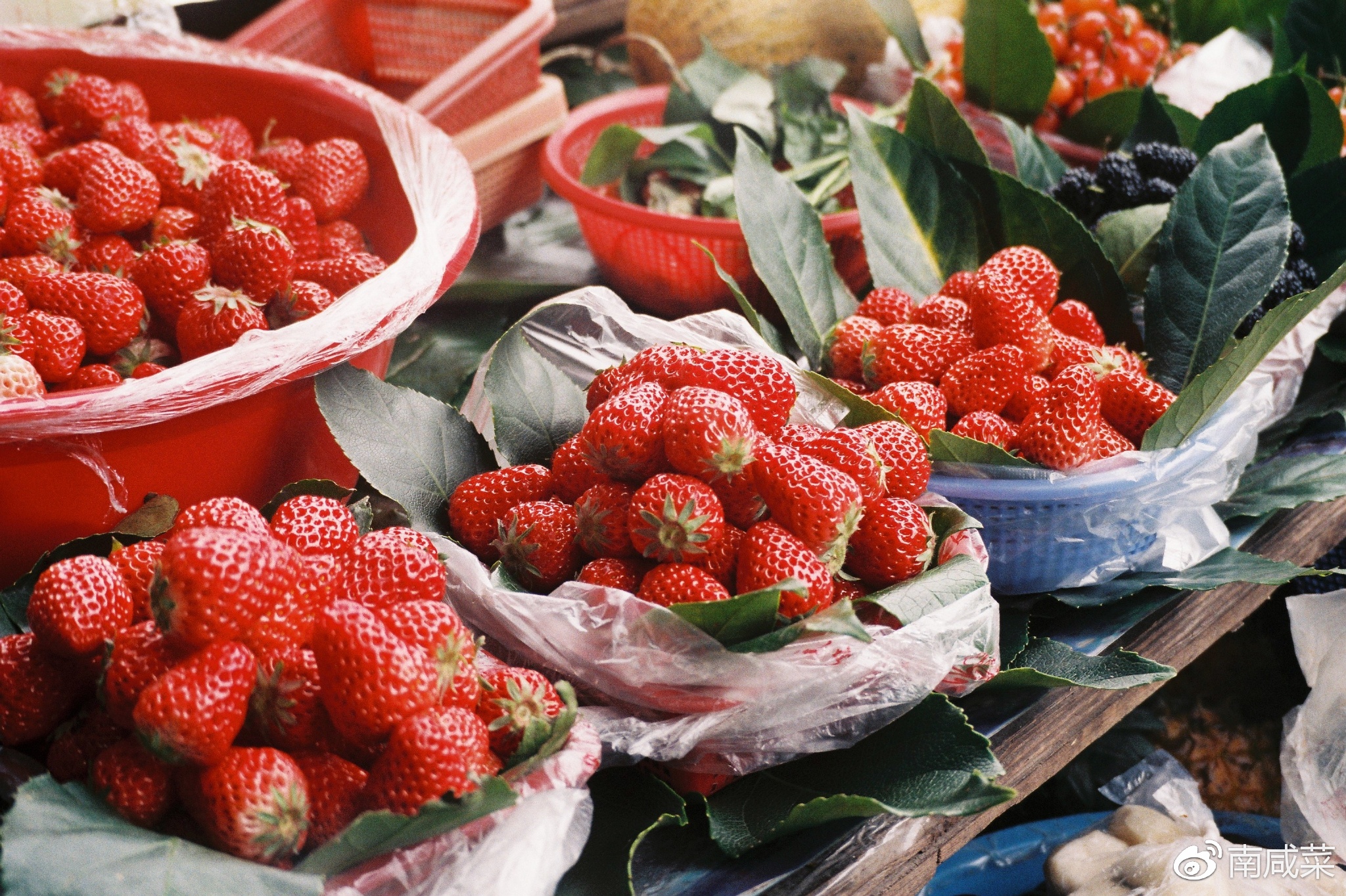 理光r1s胶片相机,理光yf-11s胶片相机