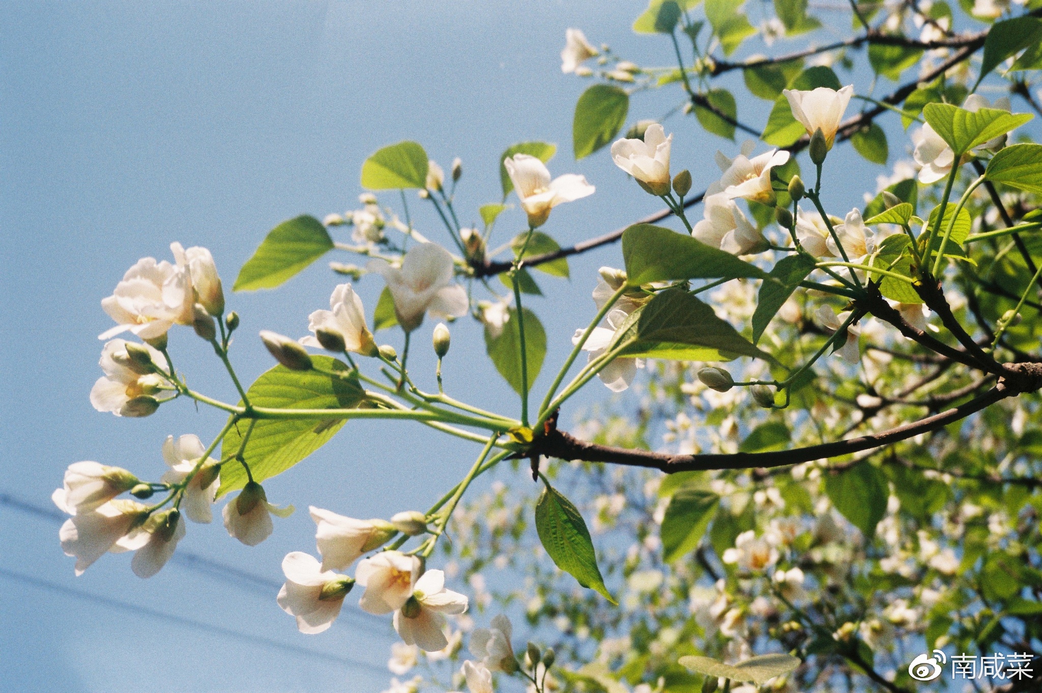 理光r1s胶片相机,理光yf-11s胶片相机