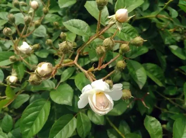 “辽宁高招指南”探秘绿岛,遇见你是我最美丽的意外!