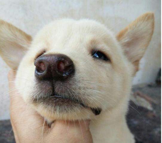 土狗的智商为什么最低,土狗智商其实很高的