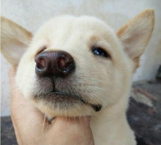 土狗的智商为什么最低,土狗智商其实很高的