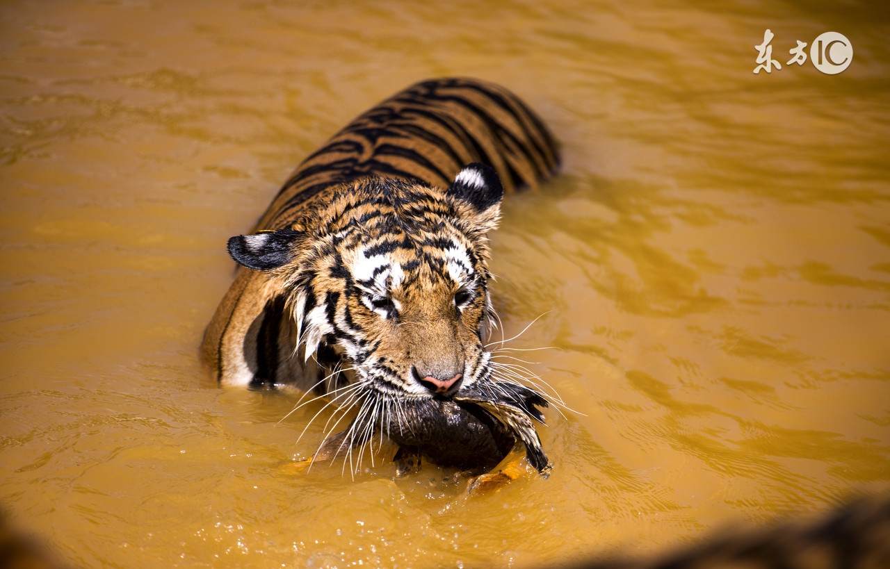 SANGEAN山进U4，被这个霸气的肌肉音响脸折服了，广场舞外放神器