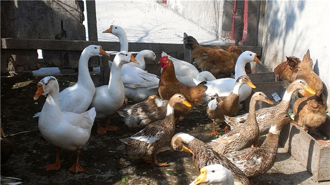 二手车真就买不到好的吗,为什么都不推荐买二手车呢