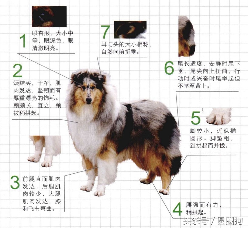 世界名狗牧羊犬,苏格兰牧羊犬大型犬