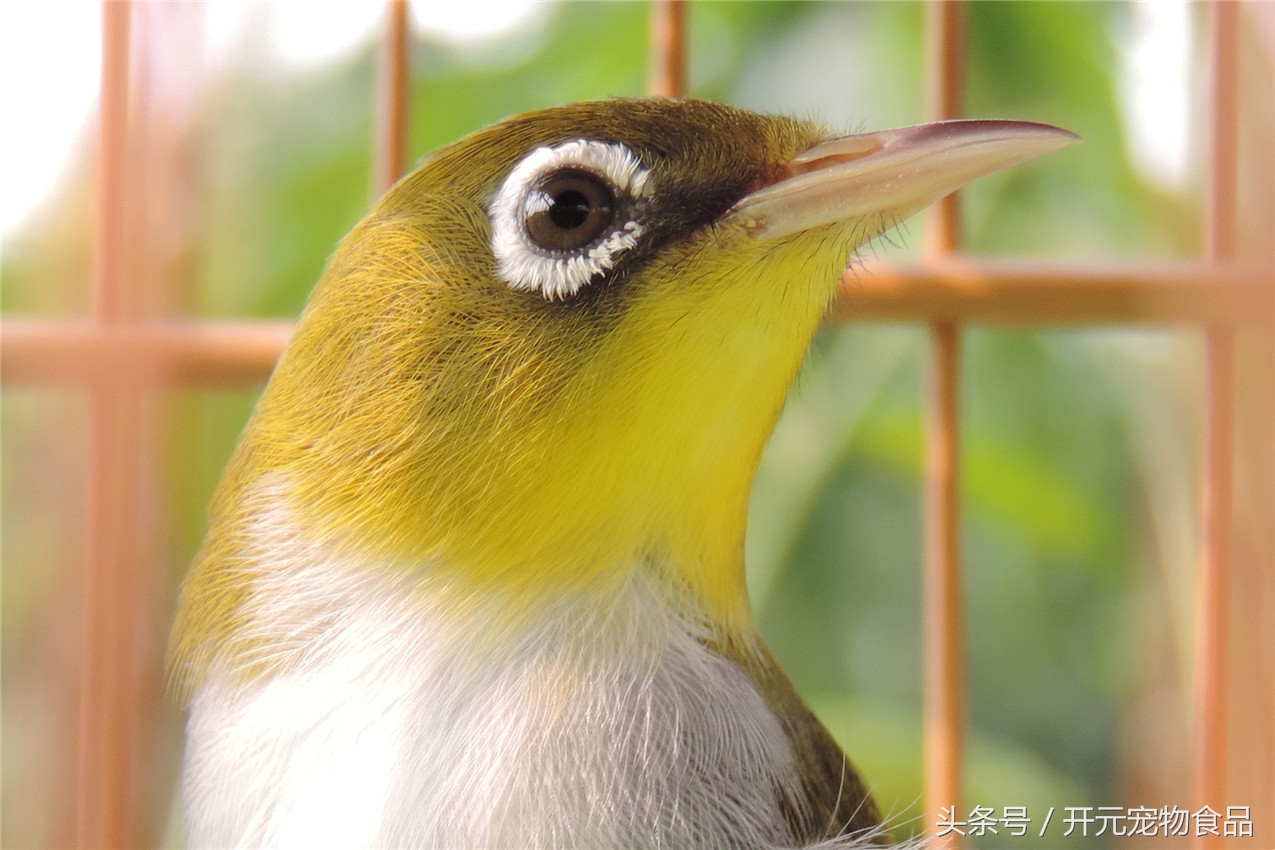 绣眼鸟怎样的好,绣眼鸟用什么料最好