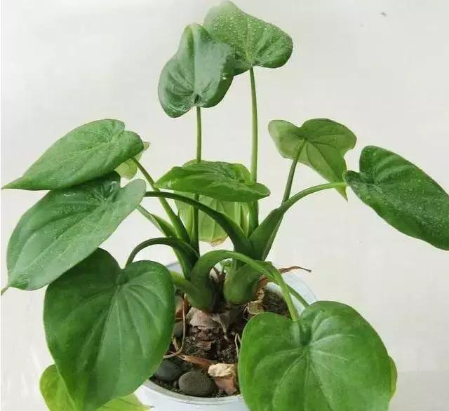 夏季发财树一般多少天浇水一次 (夏季多肉晴天浇水还是雨天浇水)