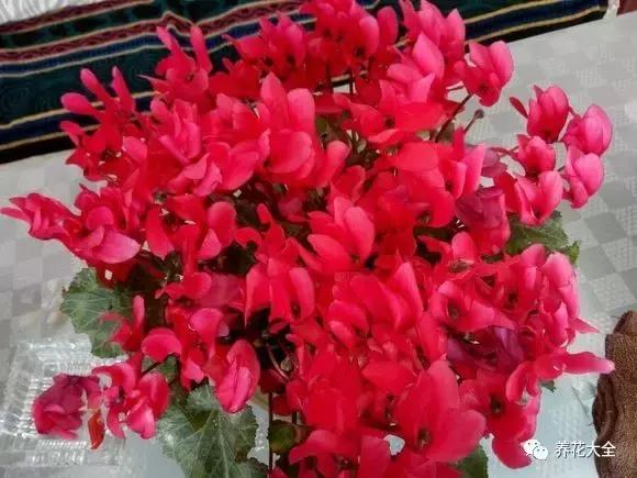 夏季发财树一般多少天浇水一次 (夏季多肉晴天浇水还是雨天浇水)