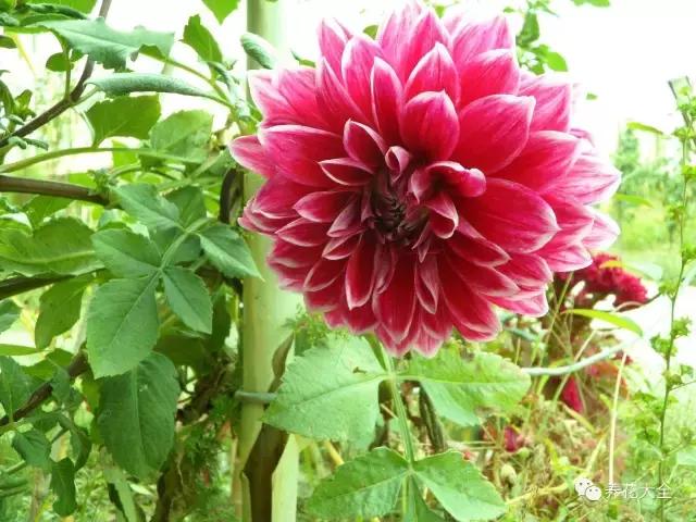 夏季发财树一般多少天浇水一次 (夏季多肉晴天浇水还是雨天浇水)