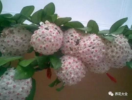 夏季发财树一般多少天浇水一次 (夏季多肉晴天浇水还是雨天浇水)