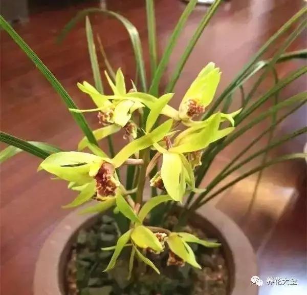 夏季发财树一般多少天浇水一次 (夏季多肉晴天浇水还是雨天浇水)