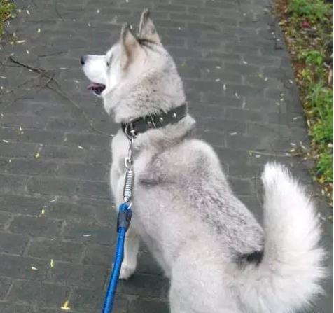 养狗的人遛狗需要注意什么,养狗的朋友在外遛狗请务必牵绳