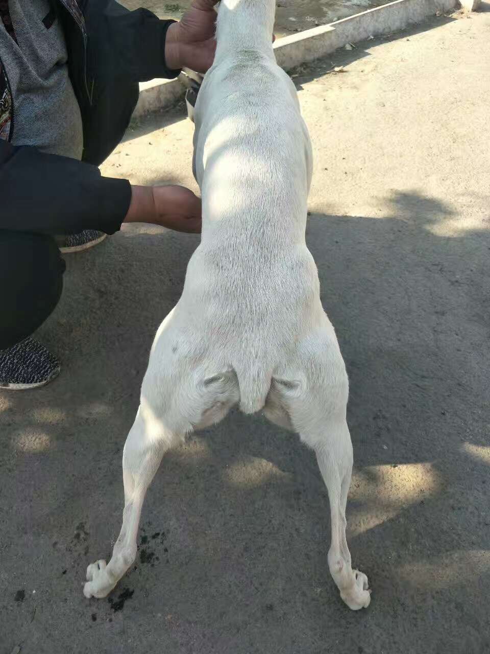 格力灵缇惠比特怎么分别,格力犬狩猎