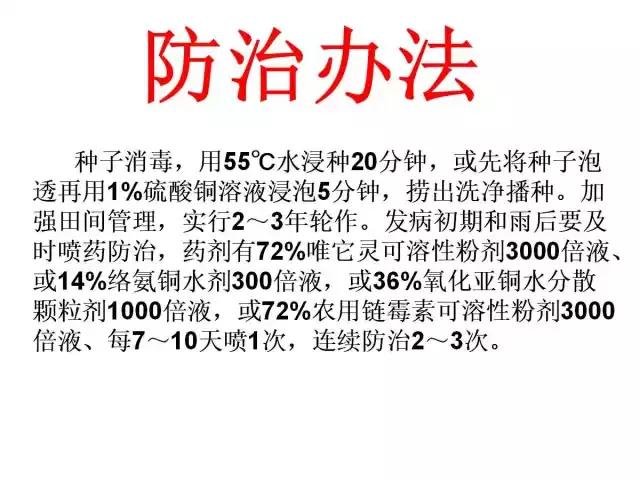 辣椒卷叶病虫害图谱及防治方案,辣椒病虫害大全