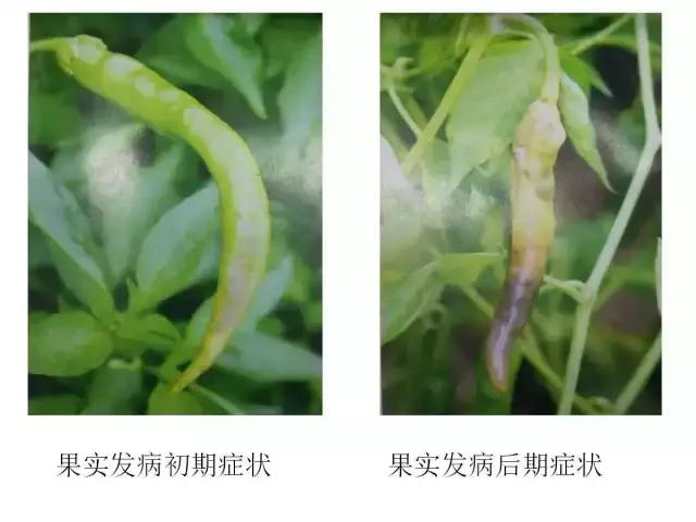 辣椒卷叶病虫害图谱及防治方案,辣椒病虫害大全