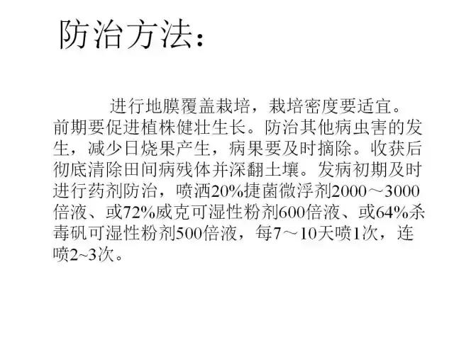 辣椒卷叶病虫害图谱及防治方案,辣椒病虫害大全