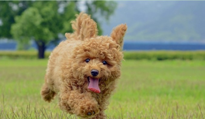 世界上最可爱的狗狗是什么品种,哪个品种的狗狗最可爱温顺