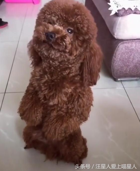 泰迪拆家被主人暴打,泰迪拆家罚站