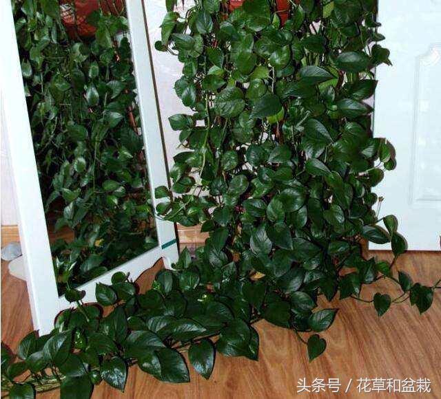 女人养了一棵绿萝10年爬满客厅,绿萝疯长爬满墙