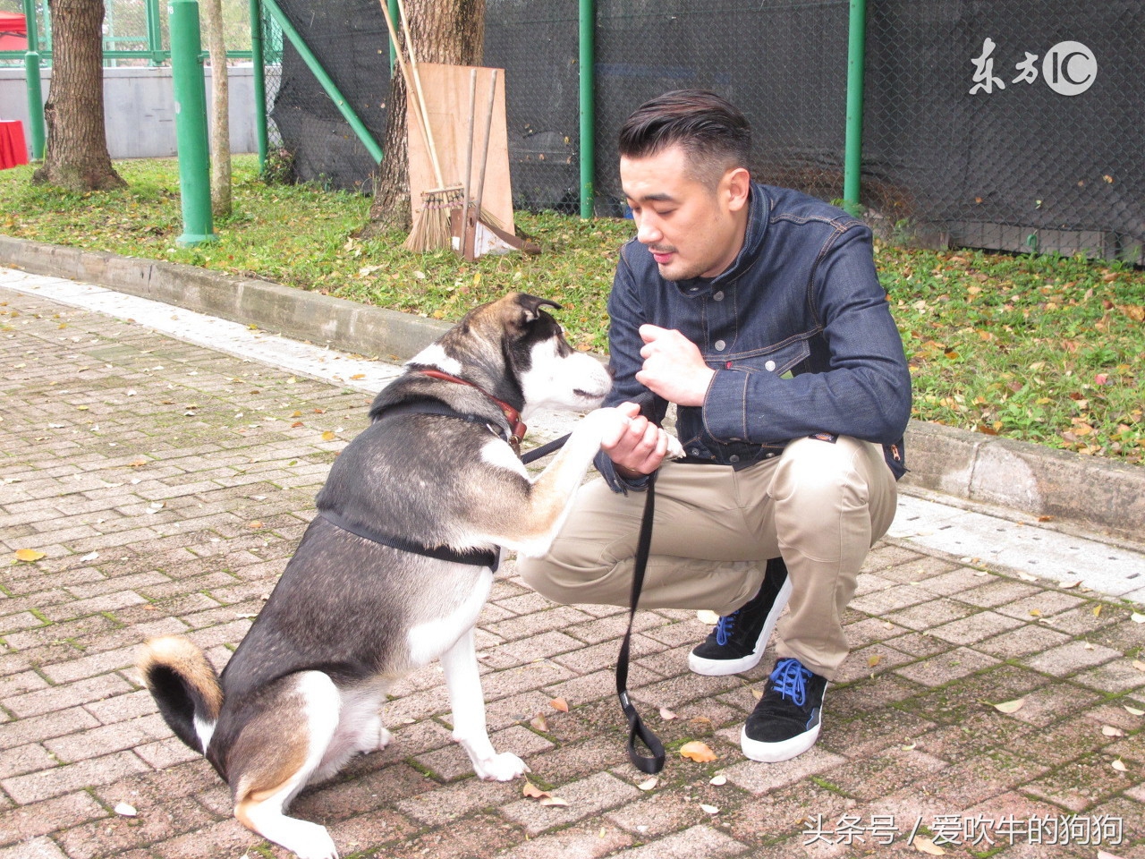 狗先天性隐睾症会影响生育吗,狗隐睾生育的可能性有多大