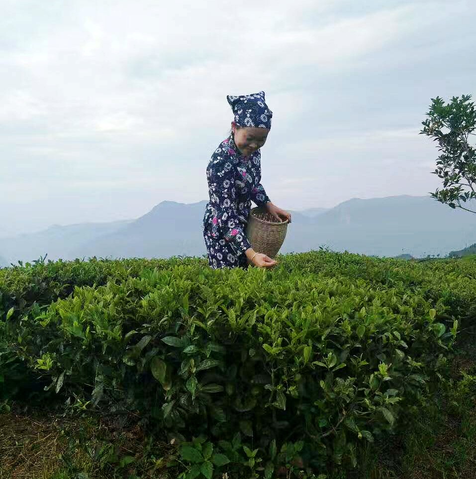 湘西采茶姑娘图片,湘西妹子采茶视频