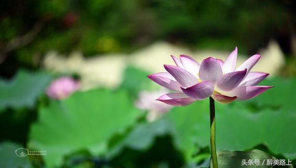 西双版纳在水一方泼水节,版纳哪里可以感受泼水