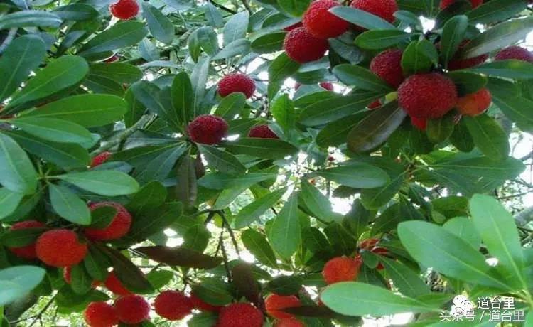 东魁杨梅的生长过程,东魁杨梅详细讲解