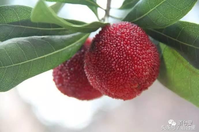 东魁杨梅的生长过程,东魁杨梅详细讲解