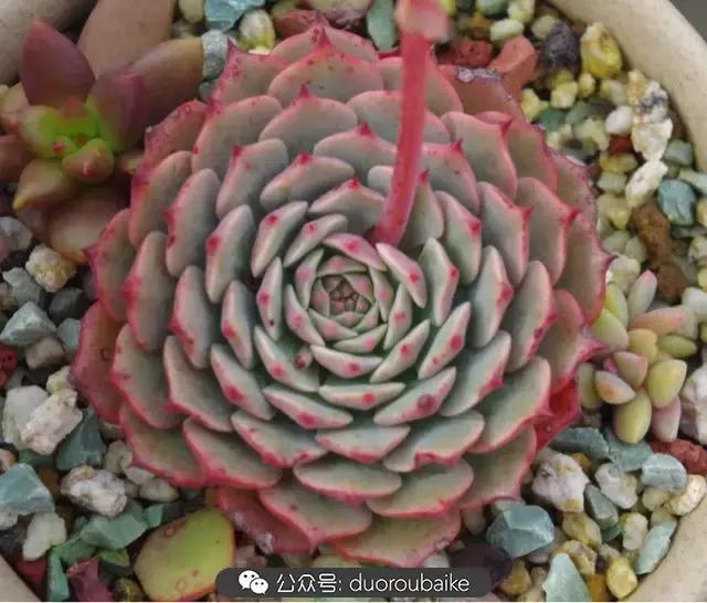 大浙江的多肉也来拉仇恨咯！即使淋雨也不褪色！我有妙招！