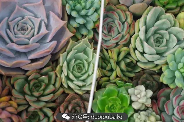 大浙江的多肉也来拉仇恨咯！即使淋雨也不褪色！我有妙招！
