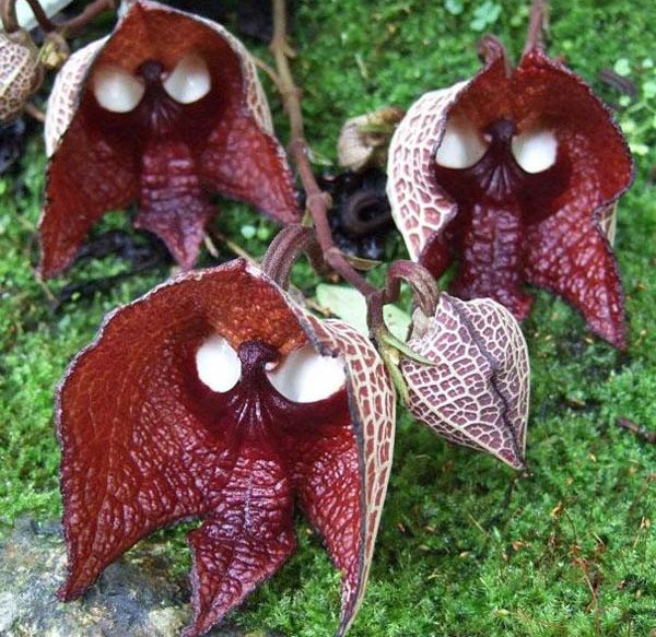 罕见又难养的兰花,最适合养的奇花兰花