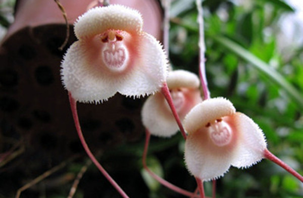 罕见又难养的兰花,最适合养的奇花兰花