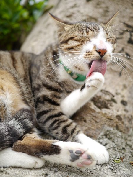 怎样办理台湾通行证和入台证,到台湾旅游入台证怎么办理