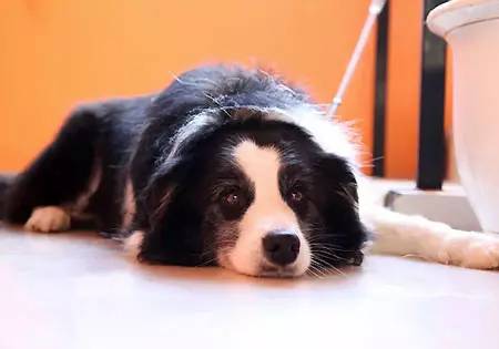 狗狗上火了怎么降火,狗狗上火了怎么办最快最有效