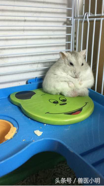 仓鼠看起来没精打采给它吃什么好,仓鼠看对眼有什么表现