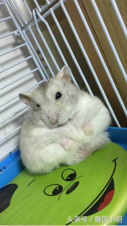 仓鼠看起来没精打采给它吃什么好,仓鼠看对眼有什么表现