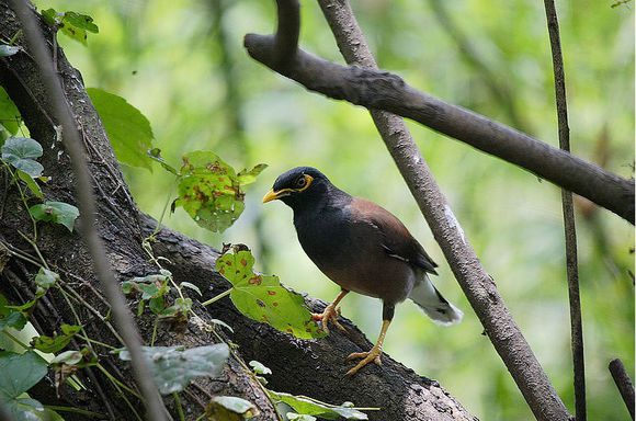 八哥鸟怎么养才能亲近人,养了一年的八哥鸟会怎样