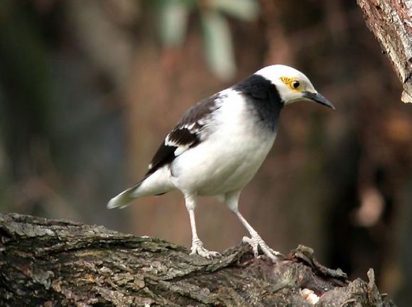 八哥鸟怎么养才能亲近人,养了一年的八哥鸟会怎样