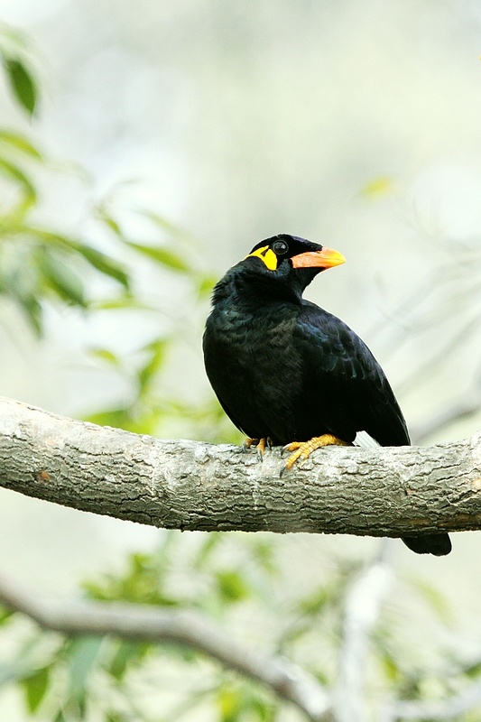 八哥鸟怎么养才能亲近人,养了一年的八哥鸟会怎样