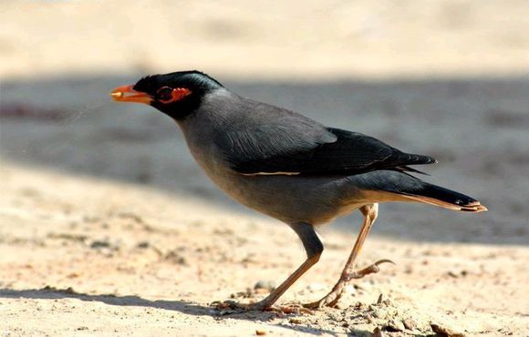 八哥鸟怎么养才能亲近人,养了一年的八哥鸟会怎样