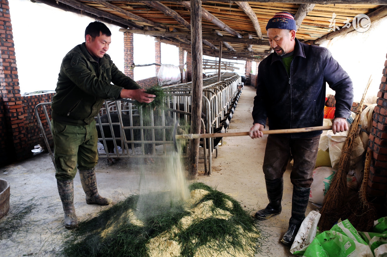养猪林可霉素配合什么,养猪林可霉素图片