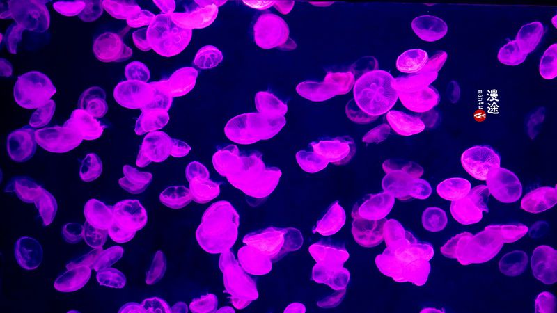 长隆亲子两大两小旅游攻略,珠海长隆横琴湾酒店亲子攻略